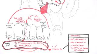 Vitamin B12 Digestion and Absorption [upl. by Gruchot]