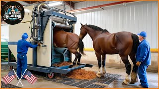 Shocking  Inside the Horse Meat Industry – Processing 20 Horses a Day for Restaurants horse [upl. by Corissa771]