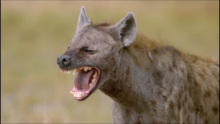 Wild Life  Spotted Hyenas Documentary 2020 Full HD 1080p [upl. by Yenwat176]