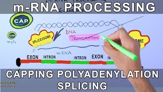 Overview of mRNA Processing in Eukaryotes [upl. by Ki]