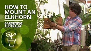 How to mount an elkhorn fern [upl. by Ludie963]