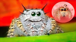 THE CUTEST SPIDERS In The World [upl. by Algar609]