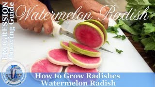 How to Grow Radishes PROGRESSION Growing Guide  Watermelon Radish [upl. by Hubert289]