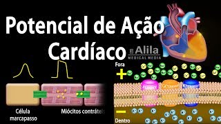 Potencial de Ação Cardíaco Animação Alila Medical Media Português [upl. by Barbette158]