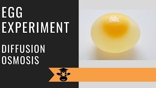 Egg experiment demonstrates osmosis and diffusion [upl. by Fanestil]