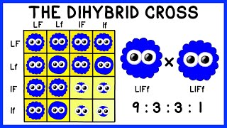 Mendelian Genetics The Dihybrid Cross [upl. by Aicilehp24]