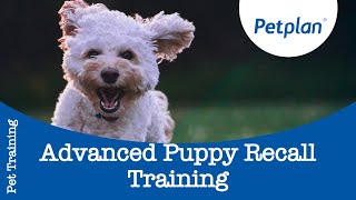 Advanced Puppy Recall Training  Petplan [upl. by Acissev]