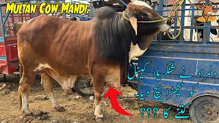 Multan Cow Mandi Rate Update Chotay OR Baray Janwer Kay SSTvs [upl. by Adriell339]