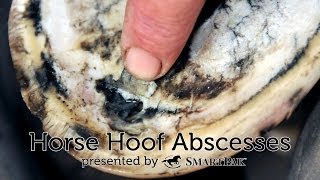 Horse Hoof Abscesses [upl. by Rubma]