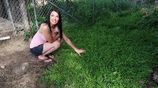 Creeping Jenny Ground Cover [upl. by Anawak151]