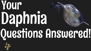 Daphnia Questions Answered [upl. by Encratia]