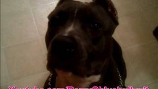 Pitbull Remy BTTB  Training to Bark Speak on command Blue Female Pitbull Remy [upl. by Ragde]