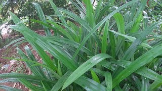 Pandan Plant in My Garden  Pandanus Amaryllifolius [upl. by Tlaw707]