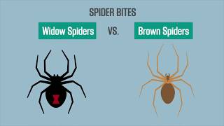 Spider Bites Black Widow vs Brown Recluse [upl. by Vanda]