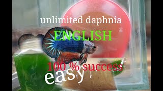 daphnia moina culture Easy way Unlimited production English  with sub Green water Chlorella [upl. by Akemat]