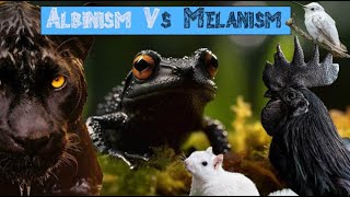 What is Melanism [upl. by Fernas]