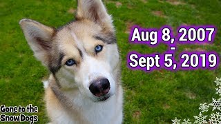 Run Free Shelby the Husky RIP We Will Miss You [upl. by Anivle]