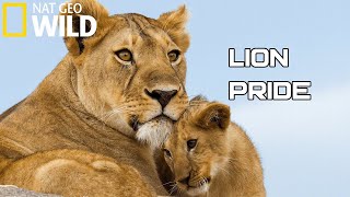 Lion Pride 2020  Working Together To Survive  National Geographic Documentary HD Wild Life [upl. by Chaddie805]