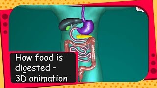 Science  How food is digested  3D animation  English [upl. by Vtehsta]