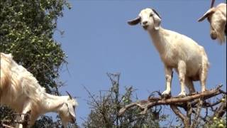 Câmera Record desvenda mistério das cabras que sobem em árvores no Marrocos [upl. by Ahsienad]