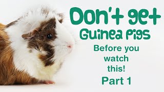 10 Things You Need to Know BEFORE GETTING GUINEA PIGS  Part 1  BEGINNERS GUIDE  Guinea Pig Care [upl. by Sukramed276]