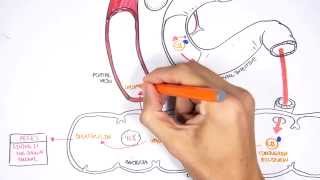 Bilirubin Metabolism [upl. by Casta]