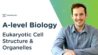 Eukaryotic Cell Structure amp Organelles  Alevel Biology  OCR AQA Edexcel [upl. by Celestyn]