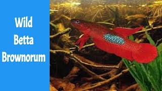 Wild Betta brownorum  stiktos  persephone  Zalo 0907 724 007 [upl. by Coben111]