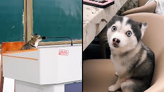 Funniest Dog and Cat Reactions to Everyday Life [upl. by Zerline]