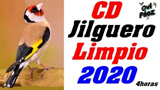 CD Canto Limpio del Jilguero  Chant chardonneret  4 Horas [upl. by Anum]