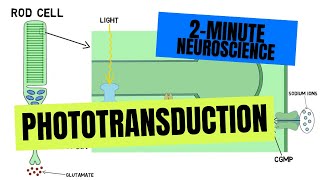 2Minute Neuroscience Phototransduction [upl. by Abbottson]