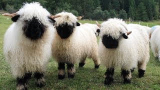 Valais Blacknose Sheep  World’s Cutest Sheep [upl. by Aicertap]