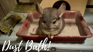 How To Give A Chinchilla A Dust Bath [upl. by Lebar]