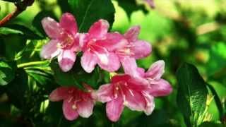 Weigela florida Growing Guide [upl. by Aluino]