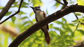 indian Paradise Flycatcher Call  Female [upl. by Xuagram]