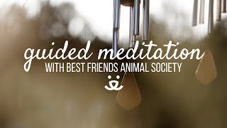 10Minute Guided Meditation  Grieving the Loss of a Pet [upl. by Pollitt]