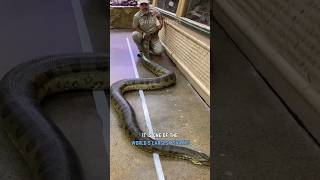 Anaconda  Amazons Giant Snake [upl. by Hadley]