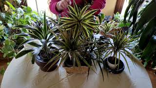 Dracaena Plant Care What to Know [upl. by Colbert]