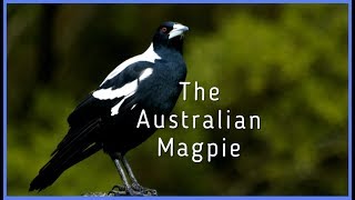 The Australian Magpie [upl. by Selij198]