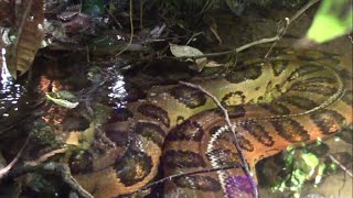 Giant anaconda in the Amazon rainforest  Close encounter [upl. by Alyosha987]