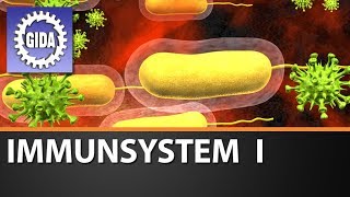 Trailer  Immunsystem I  Biologie  Schulfilm [upl. by Eisler209]