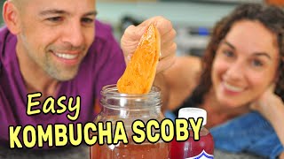 Making a Kombucha Scoby from Scratch SPOILER Its super easy [upl. by Eltrym564]