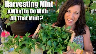 Spearmint Mint 101Nutrition Facts and Health Benefits [upl. by Honebein]