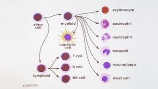 Immunology 101 The Basics and Introduction to our Patient [upl. by Odilo]