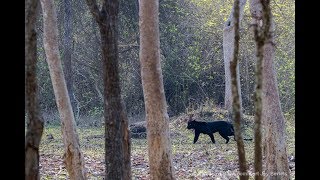 The Black Leopard Safari [upl. by Einavoj373]