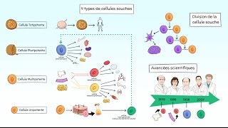 Thérapie Cellulaire [upl. by Hnim316]