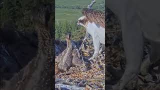 Ep307 Parent birds brings food to feed the babies in their nest birds nest daily life birds [upl. by Irvin]