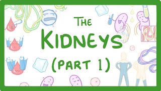 Biology  How the Kidneys Work  Kidneys Part 13 27 [upl. by Atiuqa944]