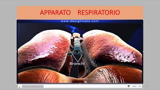 Apparato respiratorio [upl. by Einnob953]