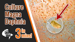 How to culture DAPHNIA MAGNA  The easy way [upl. by Renner462]